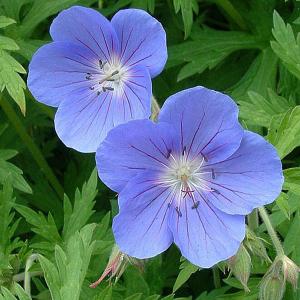 Hardy Geraniums - Cranesbill