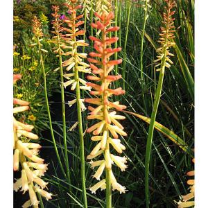 Kniphofias - Red Hot Poker, Torch Lily
