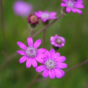 Perennials Miscellaneous S to T