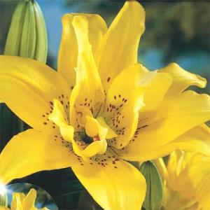 Summer Bulbs - Lilies