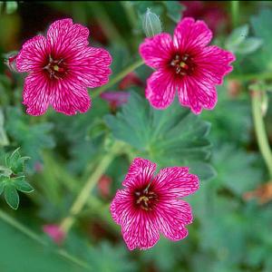 Geranium Rene Mace - NEW Hardy Geranium