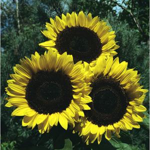 Sunflower Russian Giant - 60 Seeds