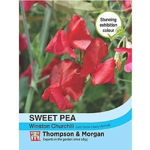 Sweet Pea Winston Churchill - 22 Seeds