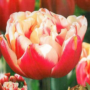 Tulip Top Ten Bulbs