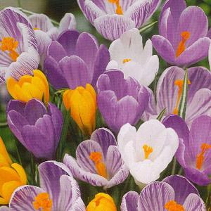Value Packs of Spring Bulbs