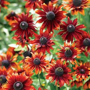 Perennial Seeds M to Z