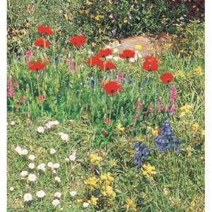 Meadow & Wildflower Seed