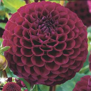 Summer Bulbs - Dahlias