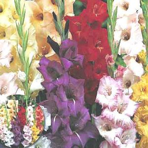 Summer Bulbs - Gladioli