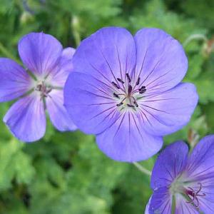 Geranium Jolly Bee - 2ltr Pot