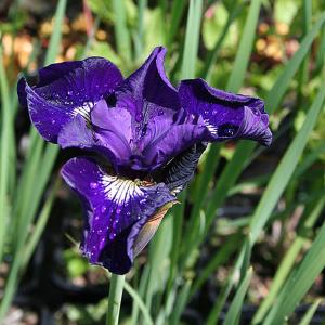 Iris - Bearded, Siberian, Ensata