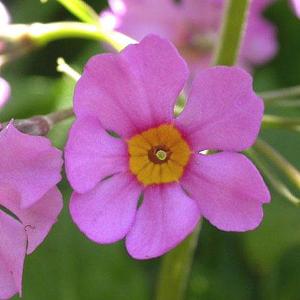Perennials Miscellaneous N to P