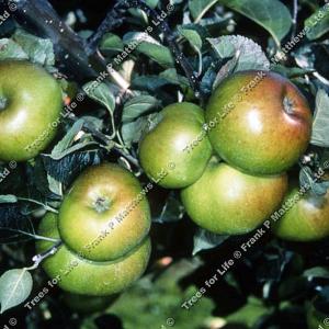 Fruit Trees