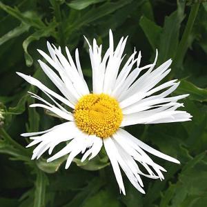 Leucanthemums - Shasta Diasy