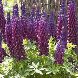Lupins
