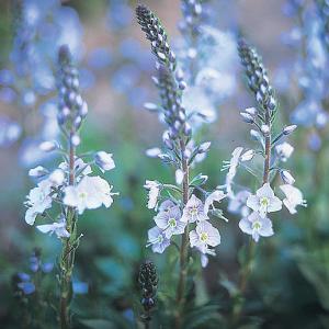 Perennials Miscellaneous V to Z