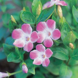 Hardy Shrubs