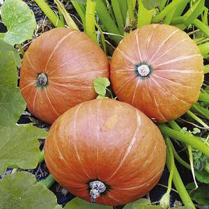 Pumpkin and Gourd Seed