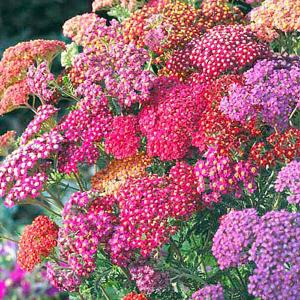 Perennial Seeds A to E