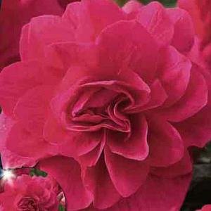 Summer Bulbs - Begonias