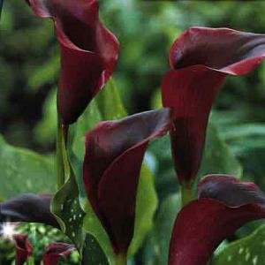 Summer Bulbs - Zantedeschia