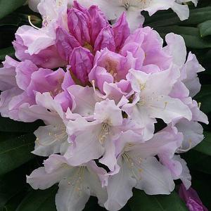 Rhododendron Hoppy - 3 Ltr Pot