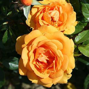 Golden Beauty Floribunda Rose - 3 Ltr Pot