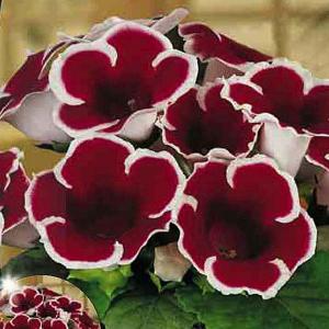 Summer Bulbs - Sinningia