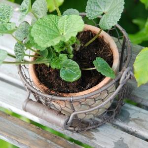 Fallen Fruits Aged Terracotta Pot with Wire Basket