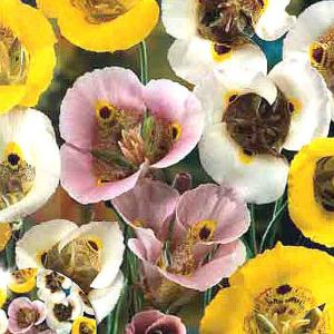 Summer Bulbs - Miscellaneous