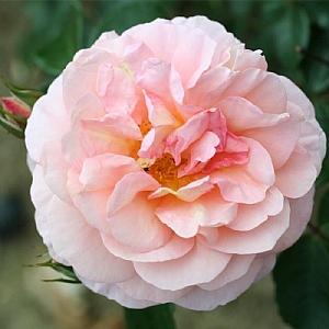 'The Wren' Bush Rose 3L