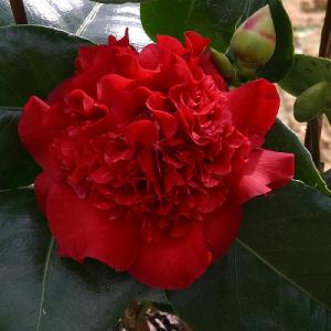 Camellia Ruby Wedding - 4L Pot