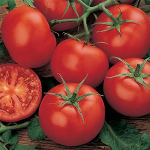 Tomato Moneymaker Bumper Seed Pack