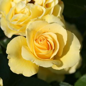 Anniversary Wishes Floribunda Rose 3L