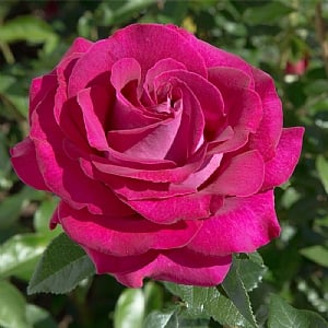'Belles Rives' Bush Rose