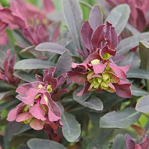 Euphorbia amygdaloides 'Purpurea'