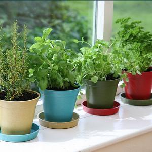 Eco Plastic Plant Pots & Saucers