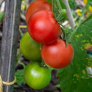 Tomato 'Shirley'
