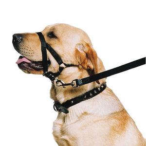 Dog Training & Control