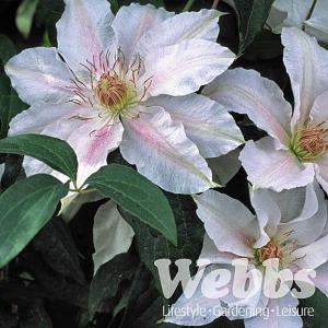 Clematis