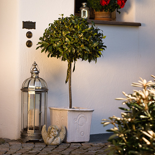 Bay trees in containers