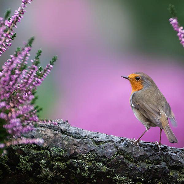 Caring for Garden Birds in August