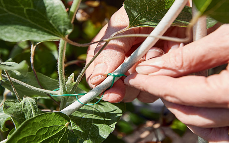 Climbing Rose Step 5