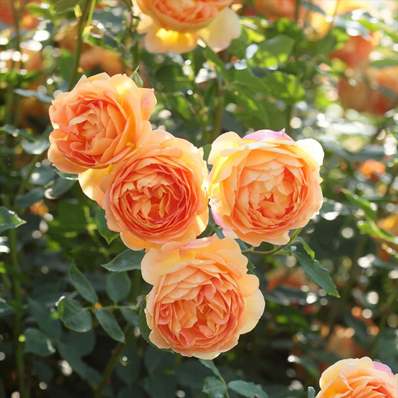 June in Bloom: A Chelsea-Inspired Talk from David Austin Roses, Cheltenham