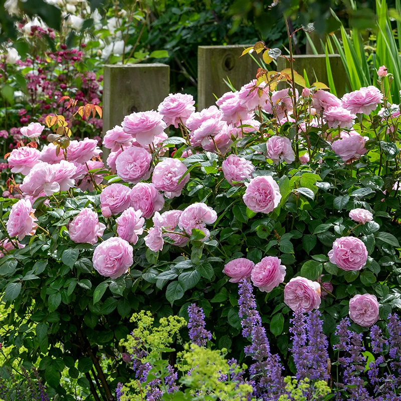 June in Bloom: A Chelsea-Inspired Talk from David Austin Roses, Wychbold