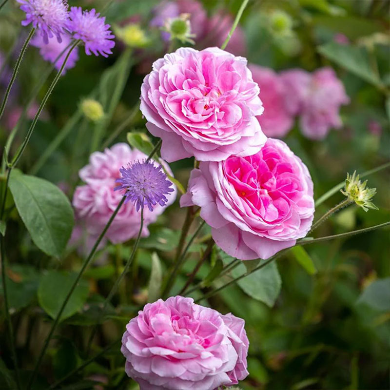 June in Bloom: A Chelsea-Inspired Talk from David Austin Roses, Millets Farm