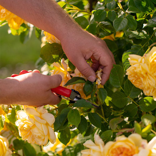 June in Bloom: A Chelsea-Inspired Talk from David Austin Roses, Cheltenham