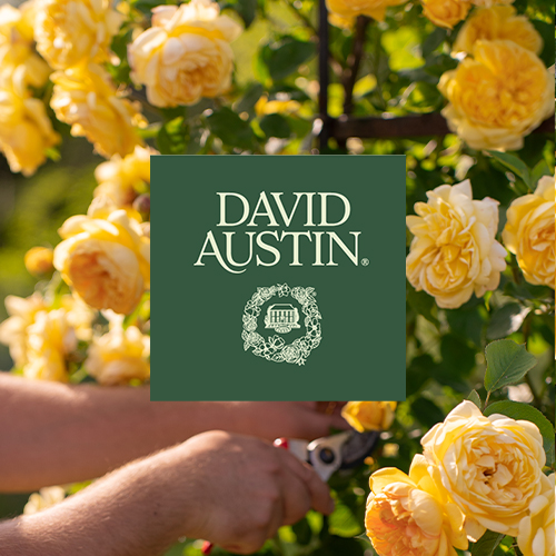 June in Bloom: A Chelsea-Inspired Talk from David Austin Roses, Cheltenham