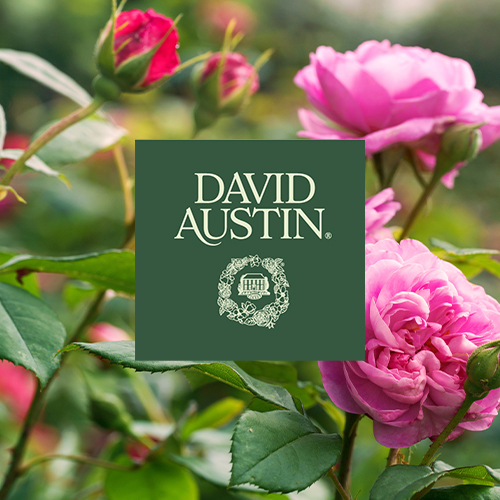 June in Bloom: A Chelsea-Inspired Talk from David Austin Roses, Millets Farm