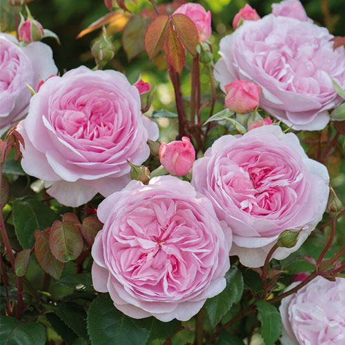 June in Bloom: A Chelsea-Inspired Talk from David Austin Roses, Wychbold